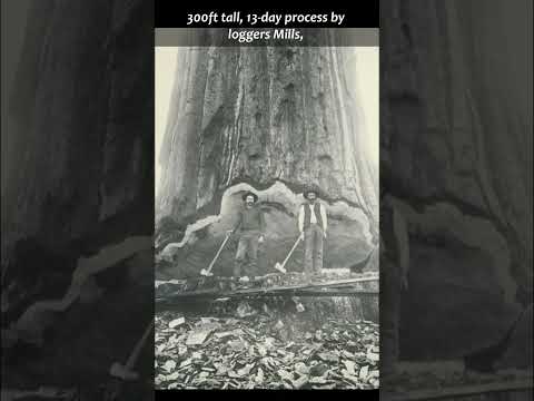 The Mark Twain tree (giant sequoia)🌍