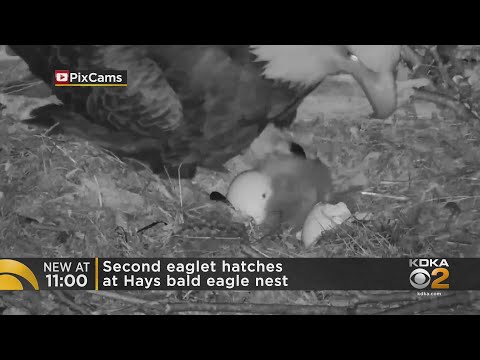 2nd Eaglet Of 2021 Hatches At Hays' Bald Eagle Nest