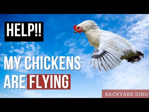 , title : 'BEGINNER'S GUIDE to Prevent Chickens from Flying Away - 5 Tips to Keep Your Chickens from Flying'