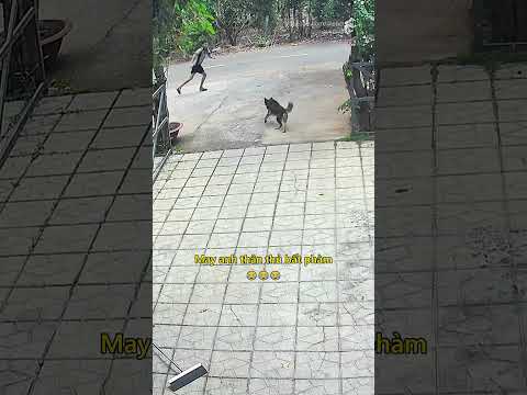 May anh thân thủ bất phàm 😂 #mayman #canhbao #antoan #dongvat #thucung
