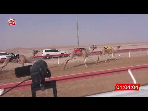 ش 15 (شاهين) لـ سالم بخيت النوبي العامري 2:14:47 ، شارة الصندوق 2026/08/08 فطامين الوقن