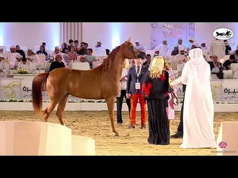N 78 AJ NOUR   Fujairah AH Championship 2022   Fillies 3 Years Old Class 3