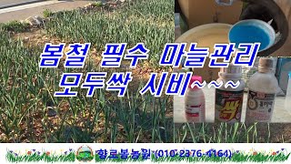 봄철 필수 마늘재배 관리~~