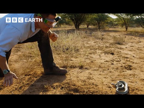 Spitting Cobra Sprays Venom At Steve Backshall | Deadly 60 | BBC Earth Kids