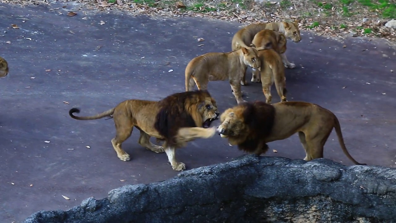 手加減したけど相手はしなかった。
