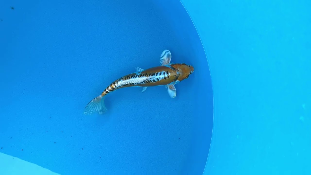 Aokiya Doitsu Kujaku (Aok18)