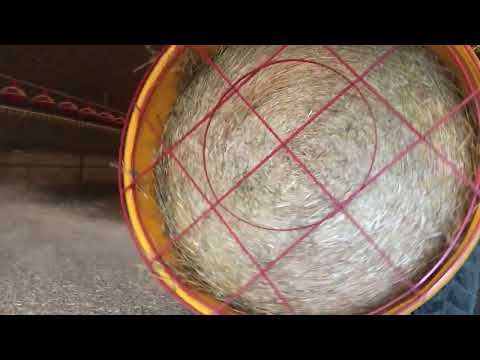 Strohakselen in kippenstal - Ripatrac bv