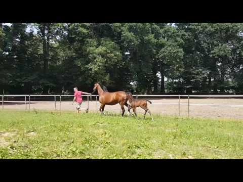 HF. v. Morricone x Diamond Hit x Florestan