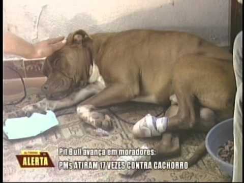 PMs atiram 17 vezes contra Pit Bull em Machado
