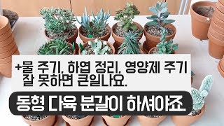 동형다육이 분갈이, 물주는 방법, 하엽떼는 시기, 영양제 주기 등 succulents 201화 #해맑은TV화