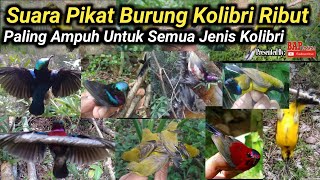 Download lagu PIKAT BURUNG || SUARA PIKAT BURUNG KOLIBRI RIBUT mp3 Download lagu PIKAT BURUNG || SUARA PIKAT BURUNG KOLIBRI RIBUT mp3