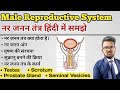 Male Reproductive System in hindi | Structure of Testis | Spermatogenesis | Sperms | शुक्राणु