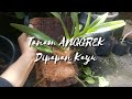 Tanam ANGGREK Ekor tupai di PAPAN dengan sabut kelapa