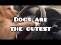 Dogs Are The Cutest ️