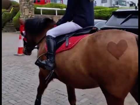 Stunning 133 schoolmaster pony - Image 2