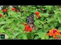 Ethiopian Instrumental Music Ethiopian Protestant Gospel Instrumental Collection 2022 ክላሲካ�