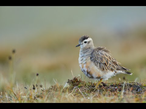 Zu Besuch beim Mornellregenpfeifer