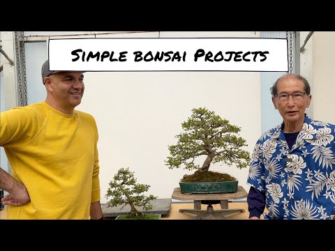 Simple Bonsai Projects