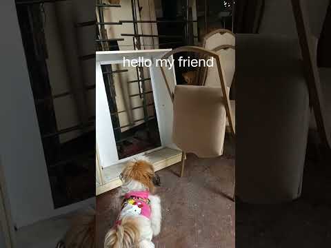 #dog #cat #cuteanimal #puppydogandpuppycat #pets #cutecatandpuppyworld