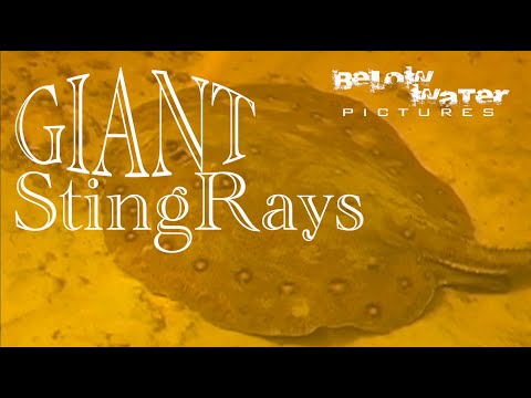 Spotted and Giant Stingrays in nature, Potamotrygon motoro and P. brachyura in their natural habitat