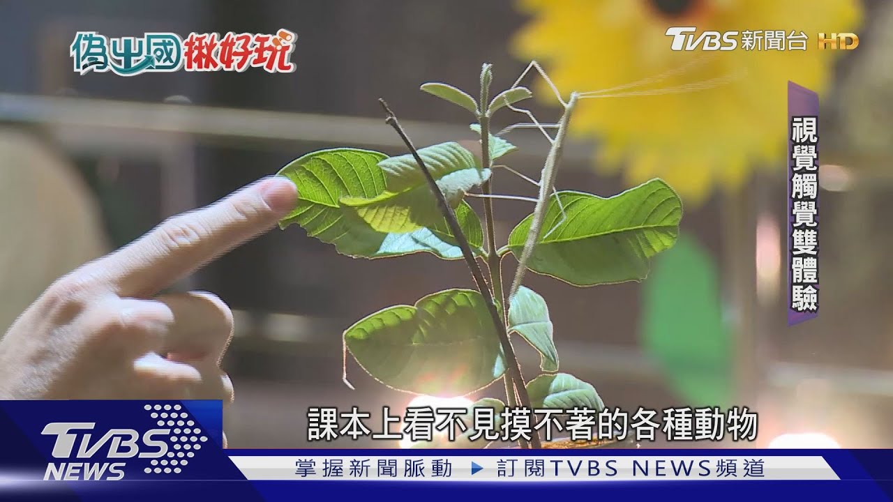 最美拍照秘境!墾丁大草原變Windows桌布 嘉義首創「旋轉彩蝶柱」