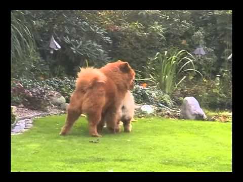 chow chow Honey (Aiko Cunami Amrita) and Yankee (Incipit Yankee)