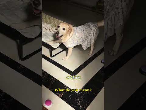狗子半夜不睡觉，叫我起床跟它一起睡 #拉布拉多 #狗狗 #dog #funnyvideos #doglover #labrador