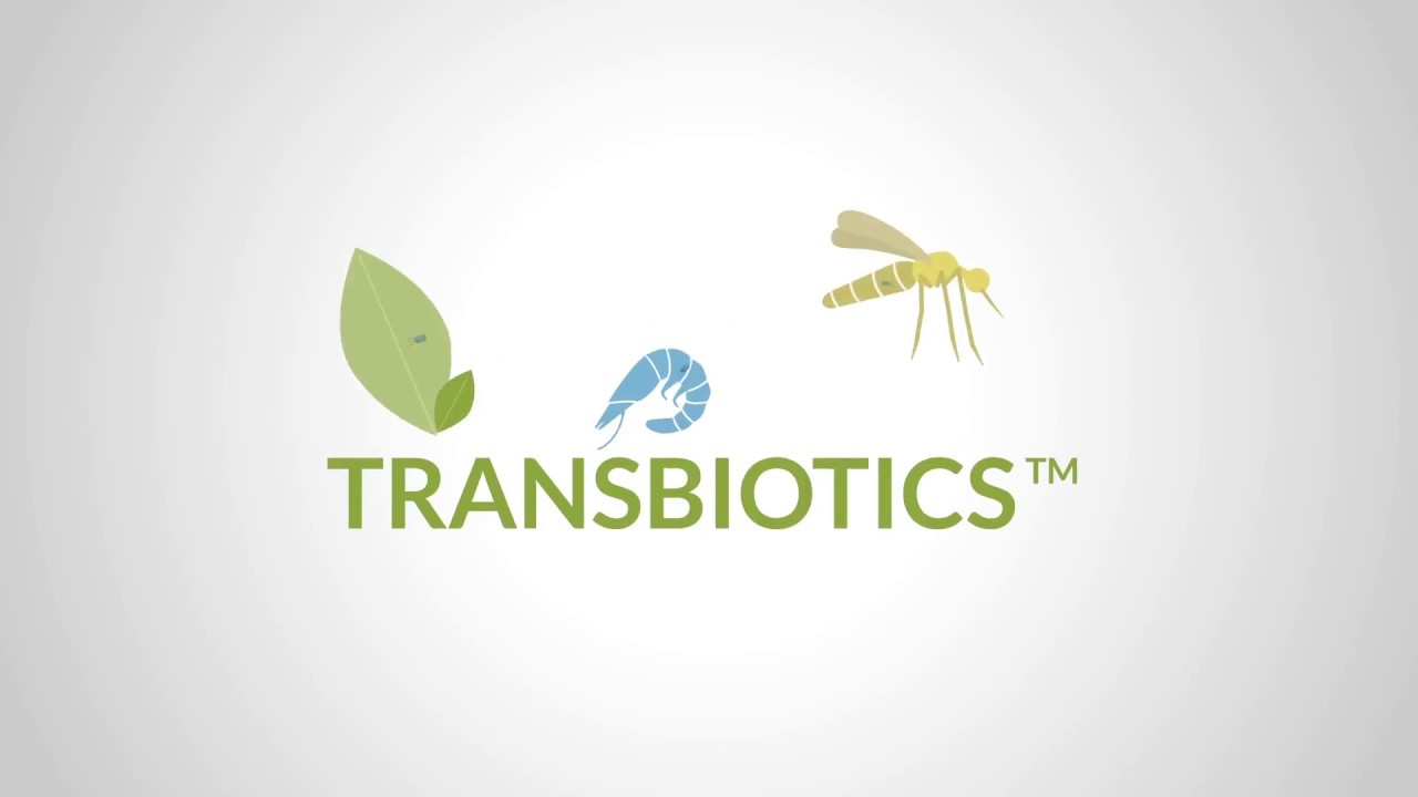 Science Animation - PebbleLabs Transbiotics