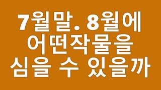 {텃밭농부 #333} 7월말 8월초에 어떤 작물을 심을 수 있을까? 7월파종.8월파종
