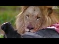 HD I Lions Vs Buffalo I Wild Animals Life