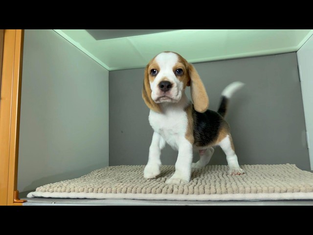 (子犬) 犬種：ビーグル 男の子 ブリーダー マロニエケンネル　MARRONNIER KENNEL k4182の画像