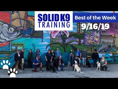 Solid K9 Training Center Best of the Week 9/16/19