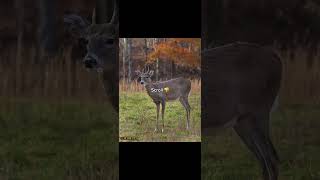 Download lagu Your buck if you #hunting #outdoors mp3 Download lagu Your buck if you #hunting #outdoors mp3
