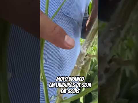 Mofo branco em soja! #rioverde #brasil #goiás #milho #sorgo #soja #etanol #lavoura #colheitadeira