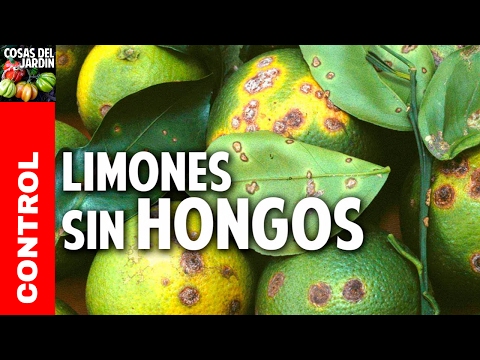 10 consejos top para acabar con los hongos del limonero