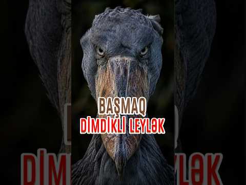 BAŞMAQ DİMDİKLİ LEYLƏK