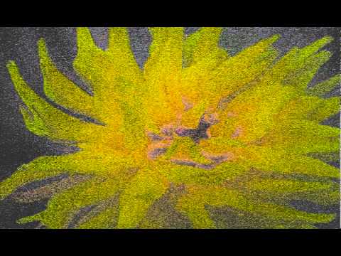 A Symphony of Yellow in a Solitary Flower -- contemporary classical harmonica by Paul. 3-D video.