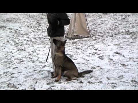 Avanti Levemar obedience 6 months 12/2012