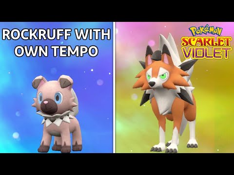 How to GET Rockruff with Own Tempo & Evolve It Into Dusk Form Lycanroc in Pokemon Scarlet & Violet!