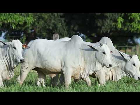 NELORE VERA CRUZ - 4 NOVILHAS PRENHAS NELORE PO