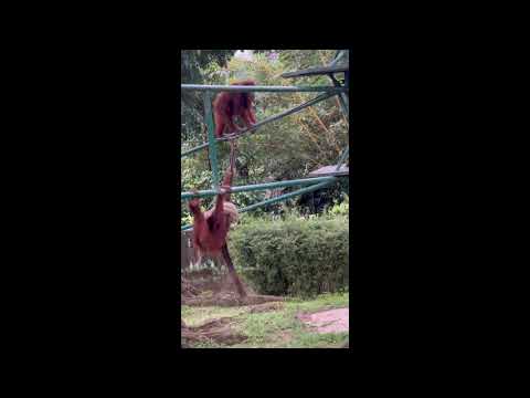 Muslim Orangutan Conforms to the Patriarchy by Wearing Hijab at Malaysian National Zoo