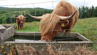 Scottish Highland Cattle in Dufftown