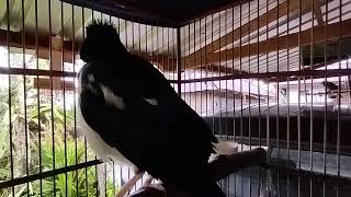 Download lagu suara pancingan jalak suren terbaik buat jalak suren belajar bunyi mp3 Download lagu suara pancingan jalak suren terbaik buat jalak suren belajar bunyi mp3