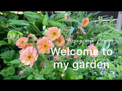 日向または日陰のポトス