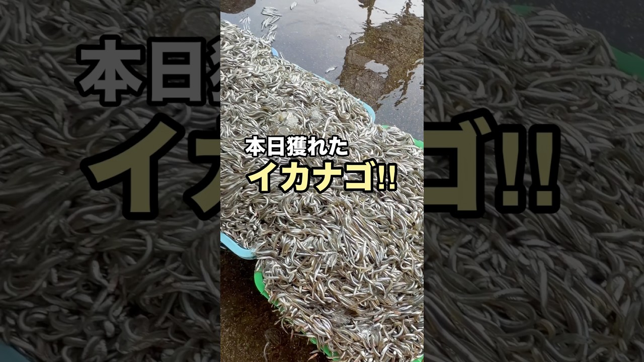 高級イカナゴ初競‼️ 果たしていくらになるのか😳💰⁉️ #船長の日常 #淡路島 #イカナゴ漁師