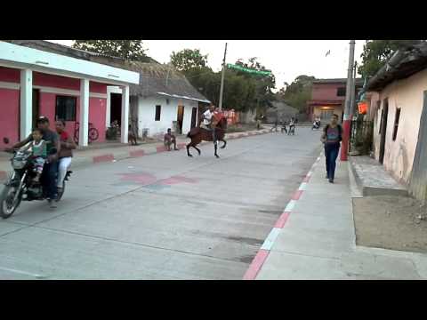 Potro hijo de centauro del limon en lm jaque mate