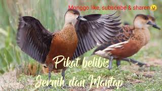 Download lagu SUARA PIKAT BELIBIS JERNIH | MANTAP mp3