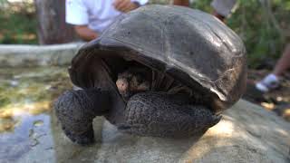 El hallazgo en Galápagos de una tortuga gigante que se creía extinta abre esperanzas