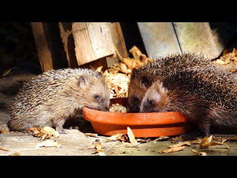 Winterstarre, Winterschlaf, Winterruhe