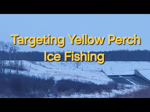 Targeting Yellow Perch Ice Fishing.